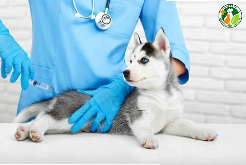 Chó Husky với vẻ ngoài mạnh mẽ và đôi tai dựng đứng