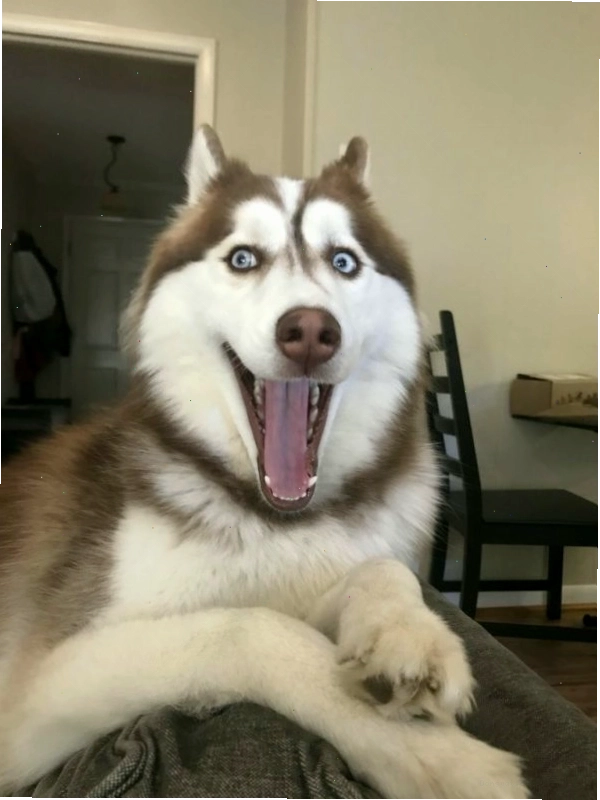 Chó Husky với vẻ ngoài ngơ ngác đáng yêu