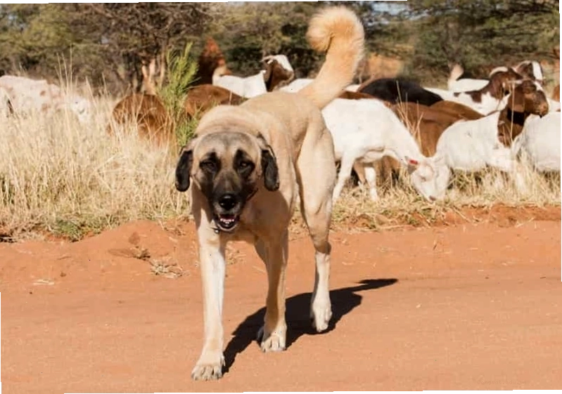 Chó Kangal chăm sóc đàn cừu, thể hiện bản năng bảo vệ