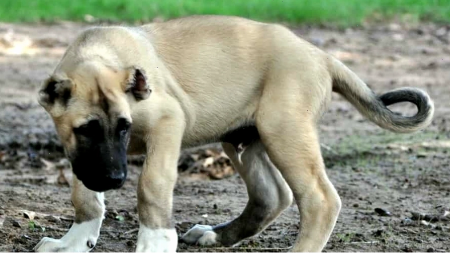 Chó Kangal con đáng yêu