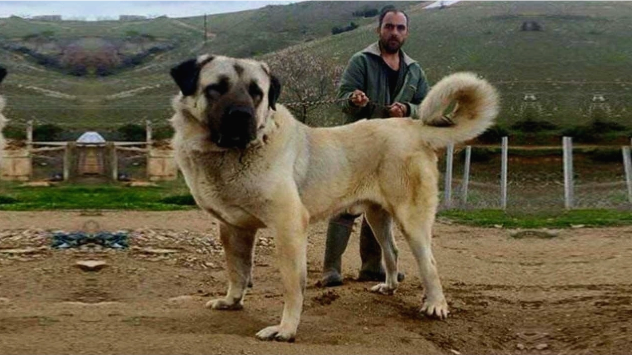 Chó Kangal quấn quýt bên chủ nhân, thể hiện sự trung thành