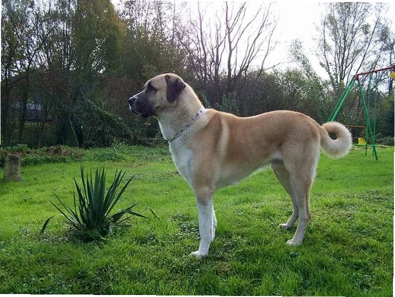Chó Kangal sở hữu bộ lông ngắn màu vàng đặc trưng