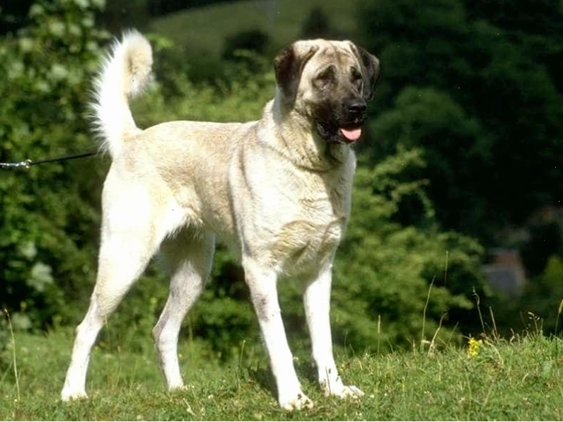 Chó Kangal thể hiện sự điềm tĩnh và cảnh giác