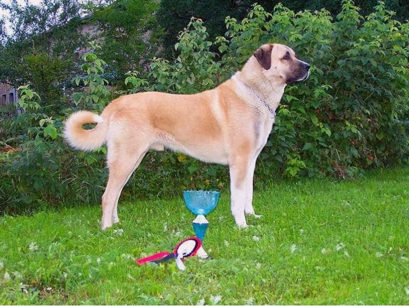 Chó Kangal trưởng thành với vóc dáng to lớn và cơ bắp