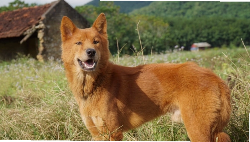 Chó Lài Dingo Đông Dương với đôi chân có màu lông bít tất trắng