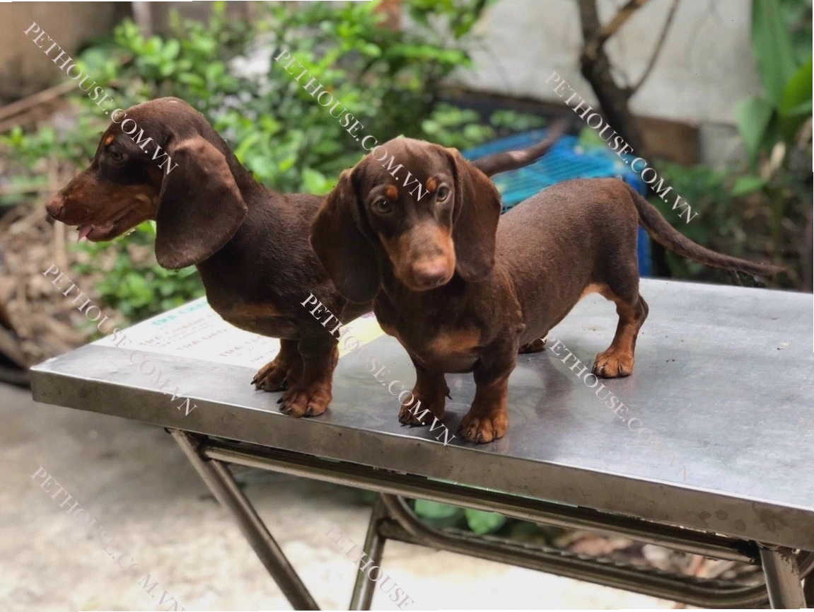 Chó Lạp Xưởng với thân hình dài và đôi chân ngắn
