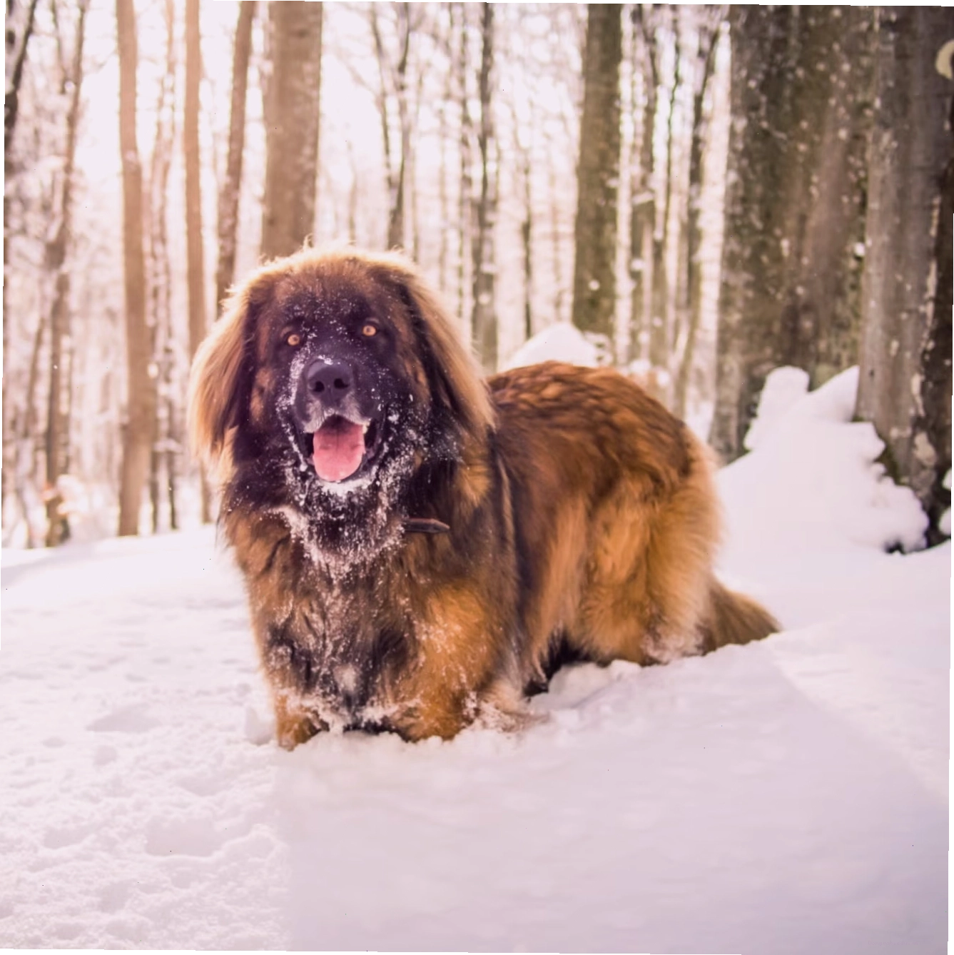 Chó Leonberger dịu dàng bên gia đình