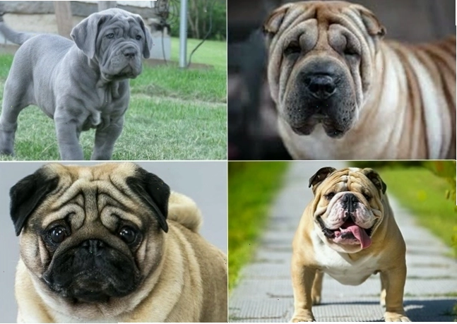 Chó mặt nhăn với biểu cảm độc đáo