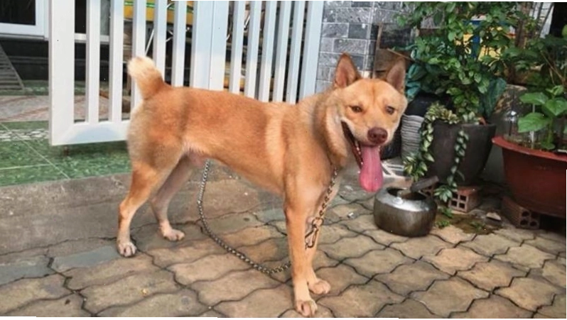 Chó Mông Cộc với chiếc đuôi ngắn và vẻ ngoài nhanh nhẹn