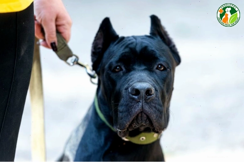 Chó Ngao Ý Cane Corso là giống chó trung thành và mạnh mẽ