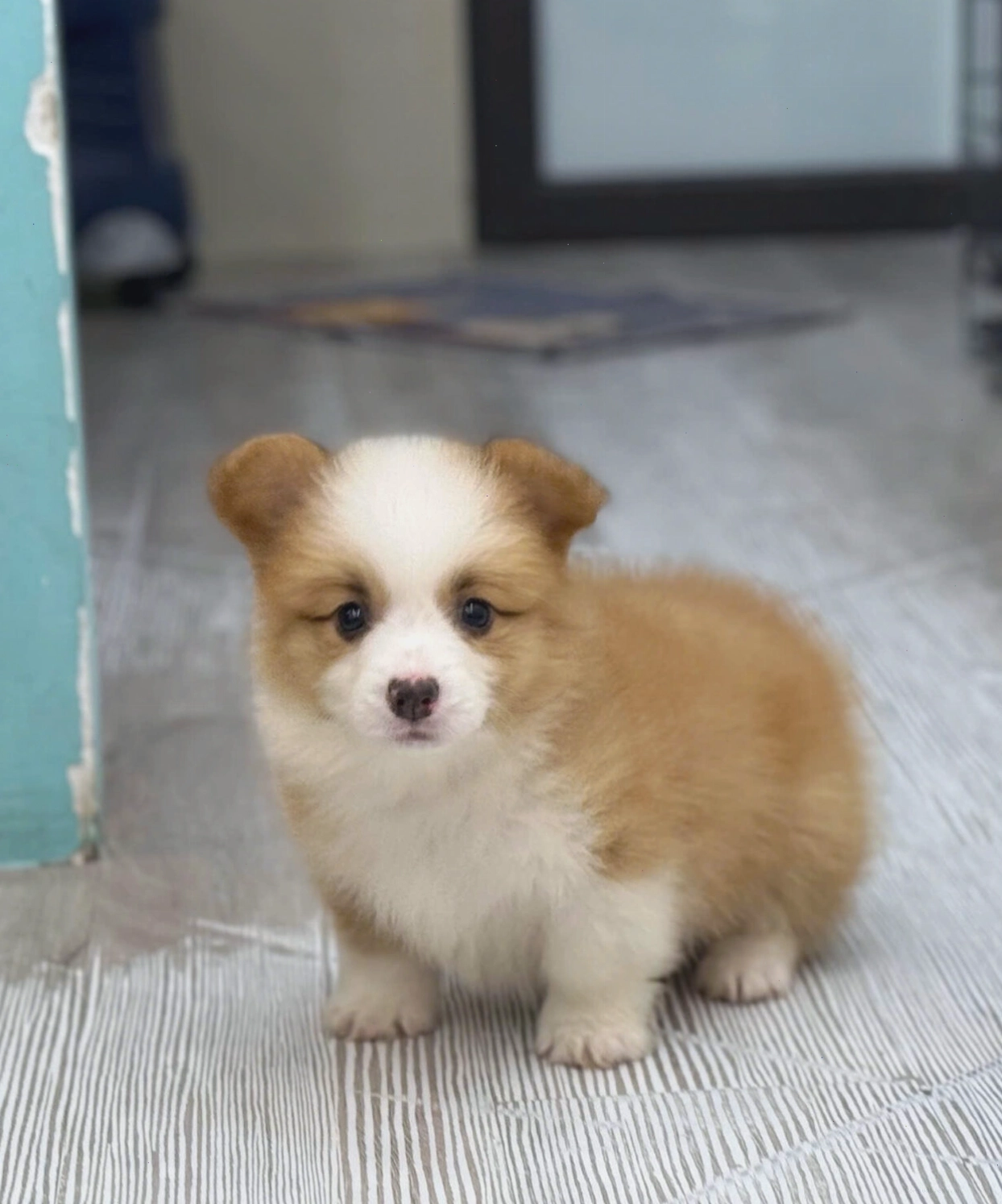 Chó Pembroke Welsh Corgi màu vàng trắng mã CG4470