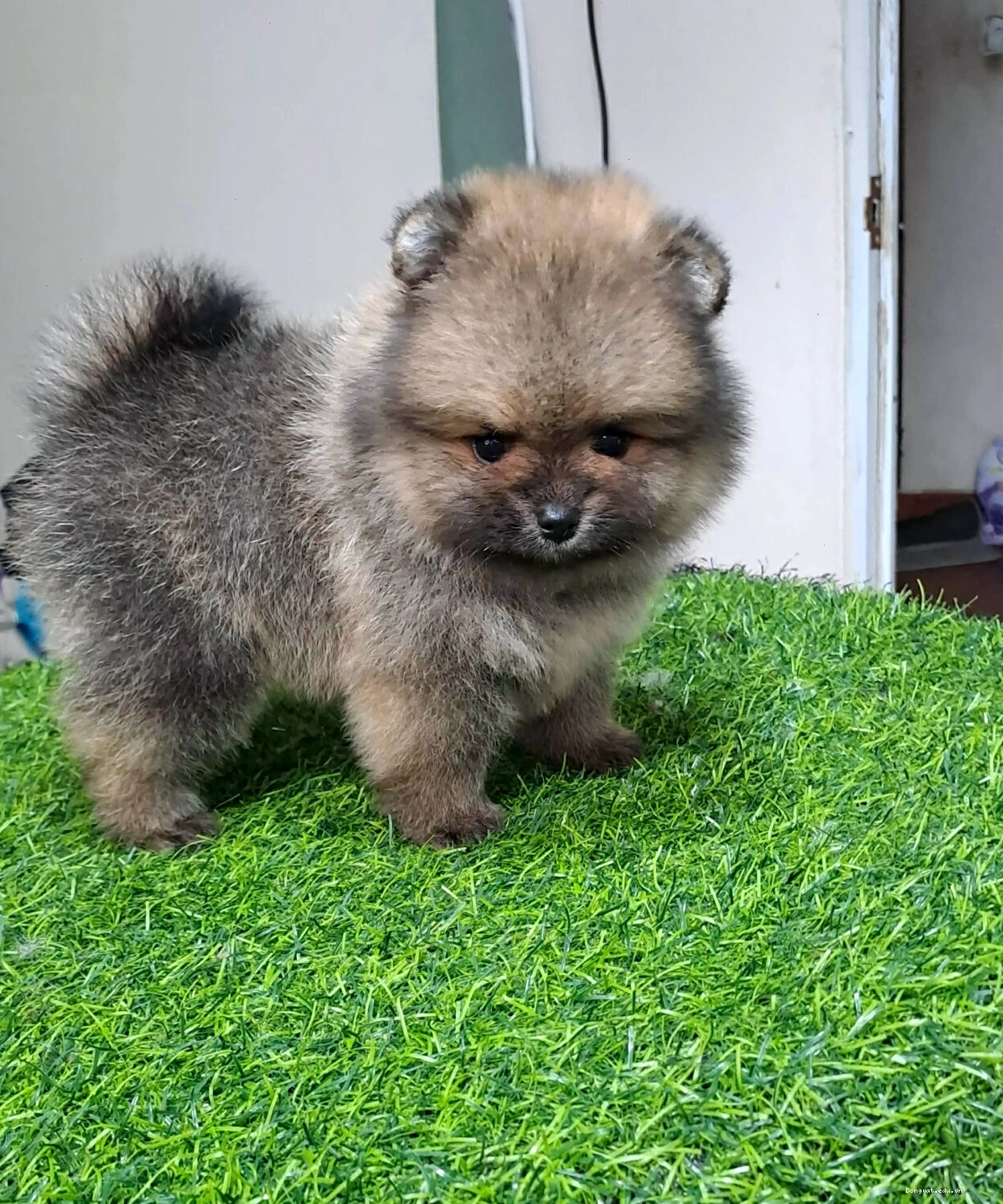 Chó Phốc Sóc mini màu đen xám