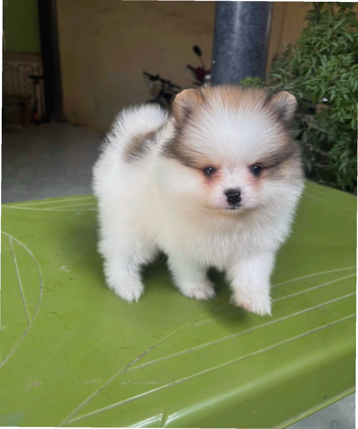 Chó Phốc Sóc mini màu Party đáng yêu