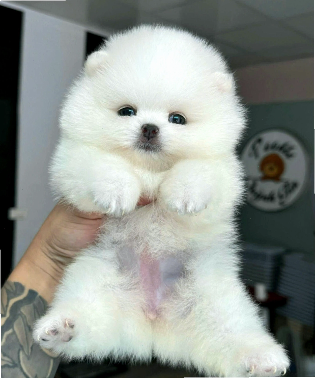 Chó Phốc Sóc mini màu trắng