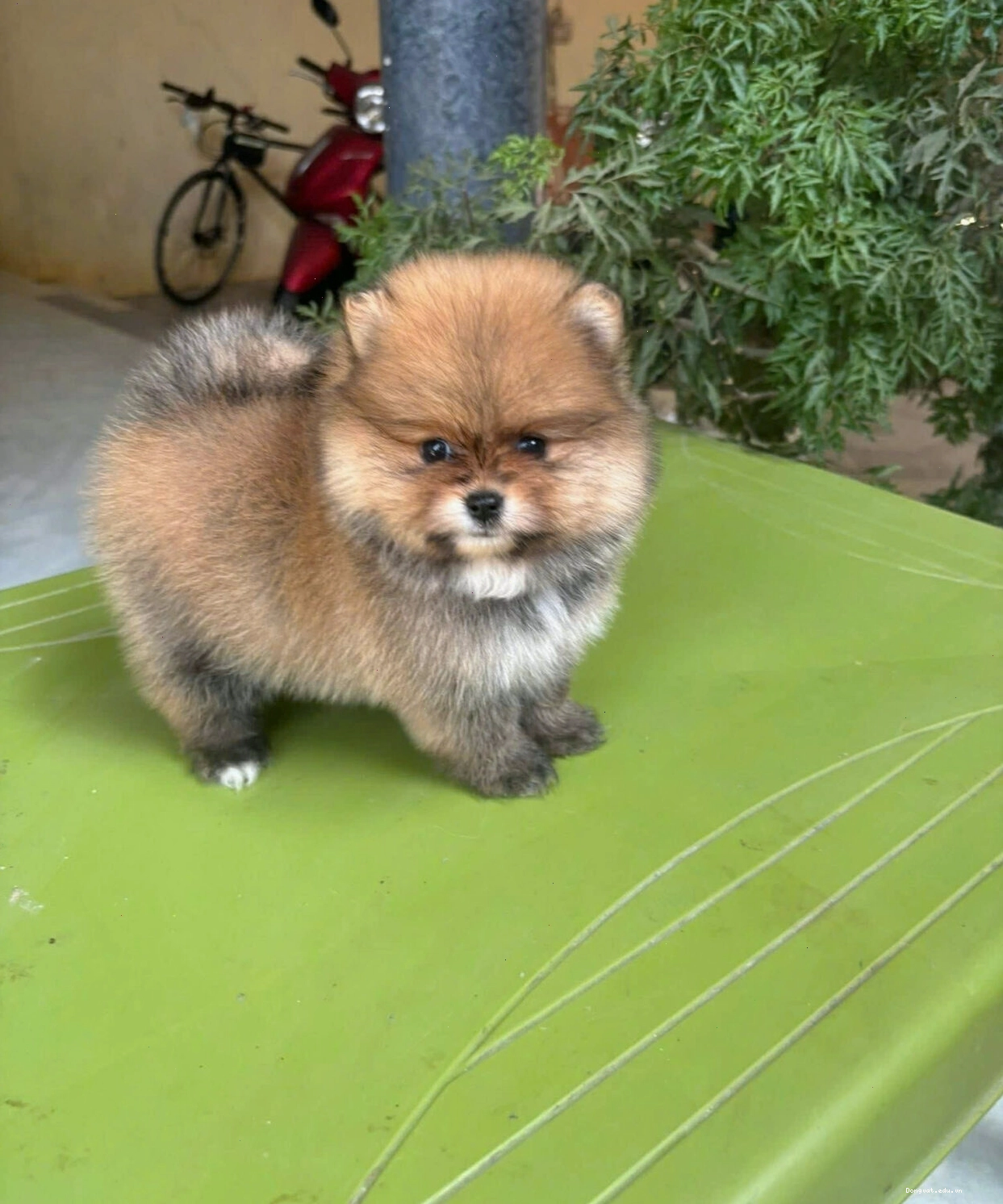 Chó Phốc Sóc mini màu vàng cam