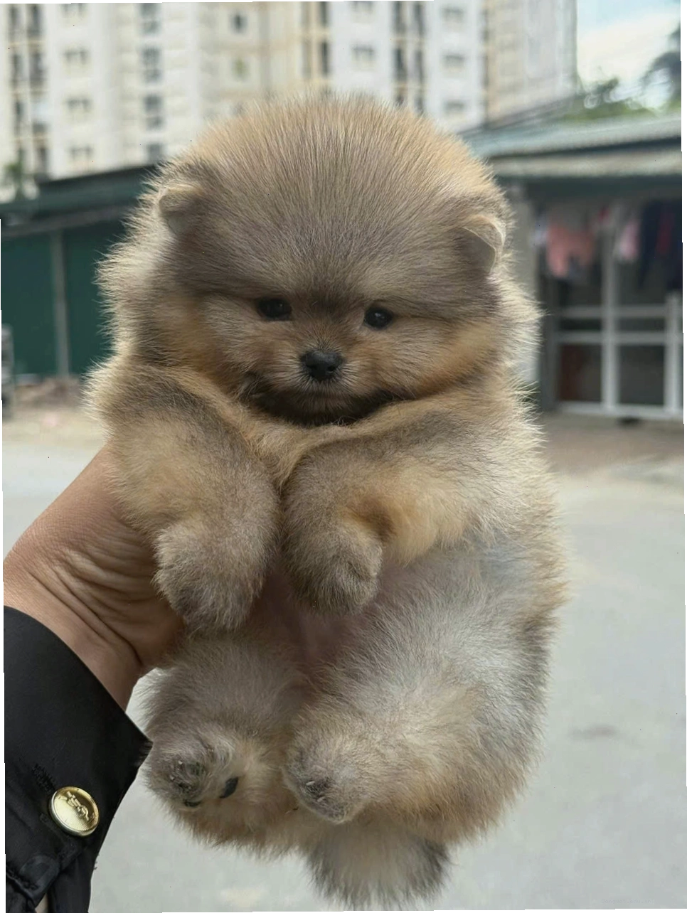 Chó Phốc Sóc mini màu vàng cam