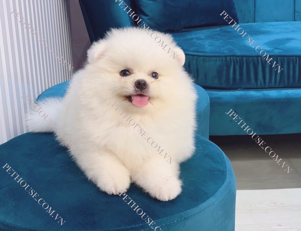 Chó Phốc Sóc nhỏ nhắn với bộ lông xù màu cam