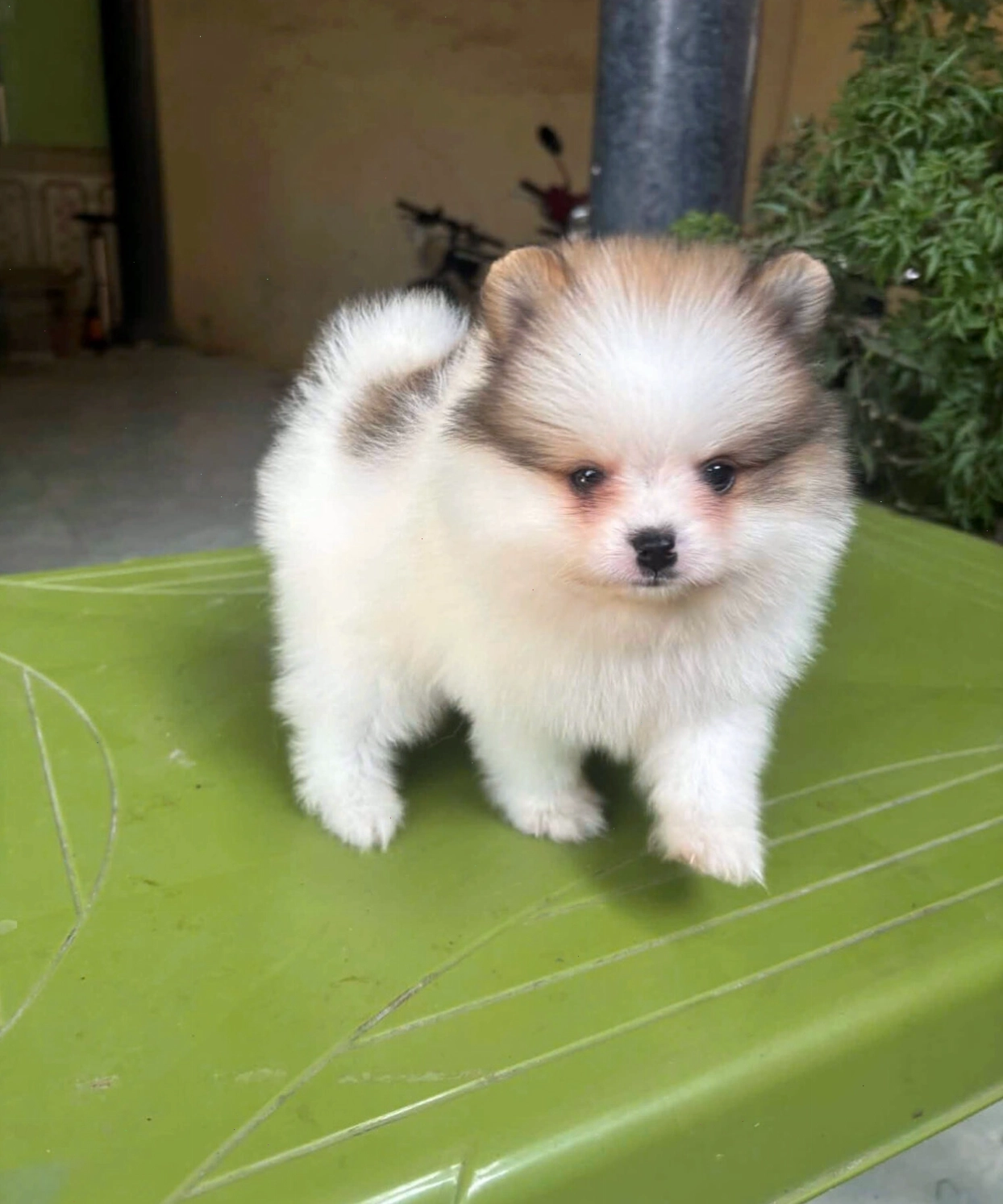 Chó Phốc Trắng mini đang thực hiện lệnh ngồi