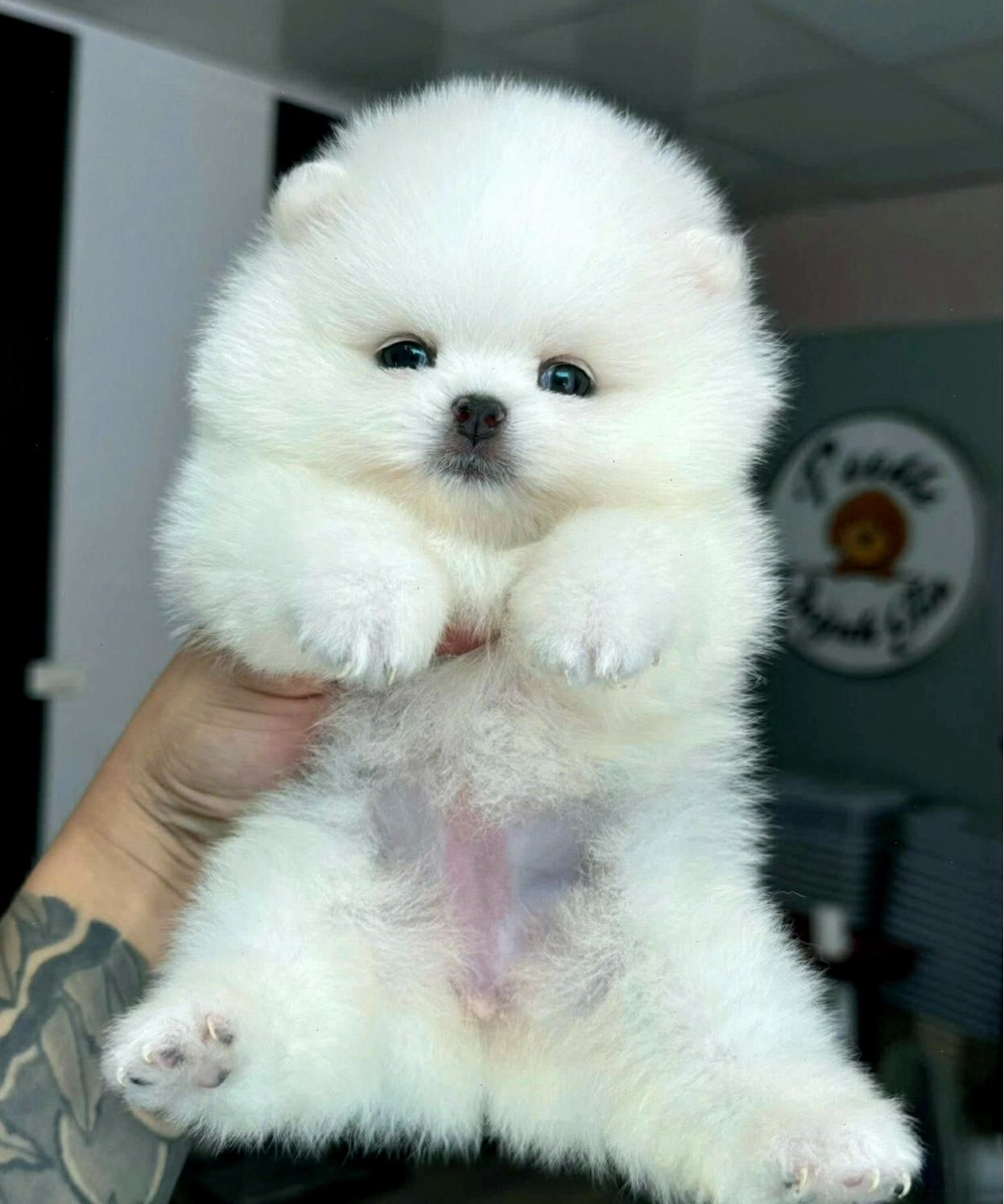Chó Phốc Trắng mini đáng yêu với bộ lông dày và khuôn mặt lanh lợi