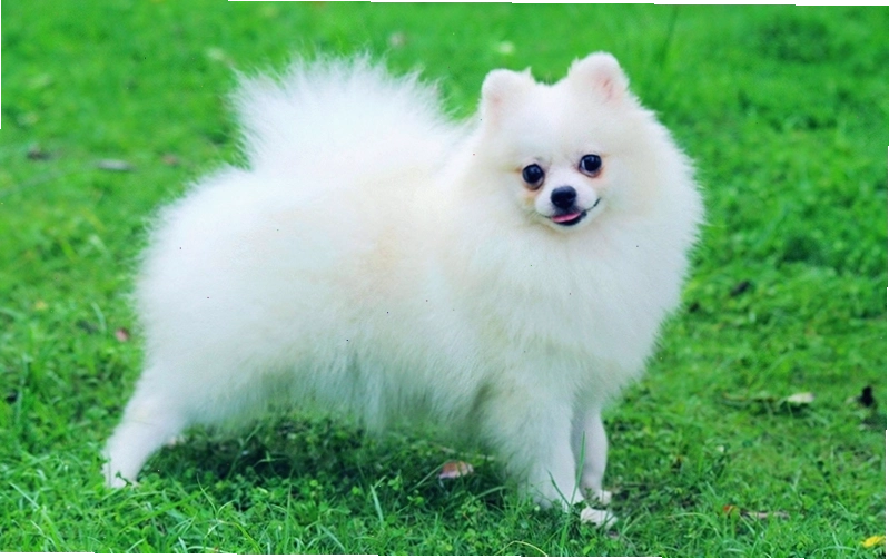 Chó Pomeranian với bộ lông xù và khuôn mặt dễ thương