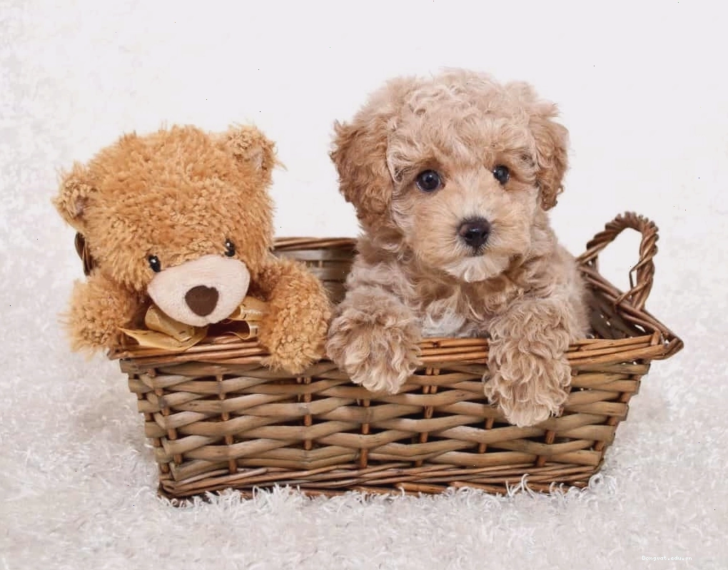Chó Poodle có giá thành hợp lí