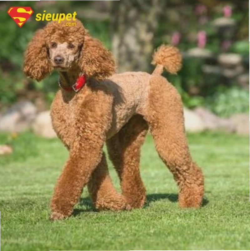 Chó Poodle cụt đuôi với nụ cười ngộ nghĩnh