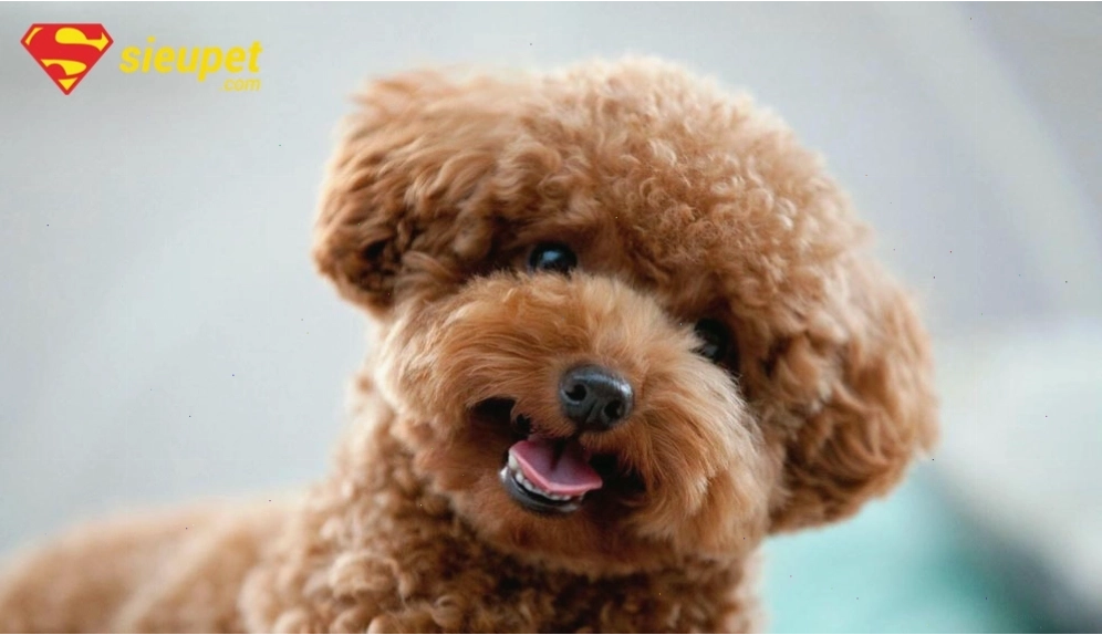 Chó Poodle đang chơi đùa vui vẻ