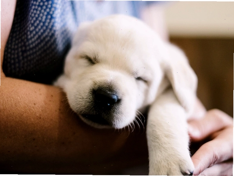 Chó Poodle đang ngủ gật