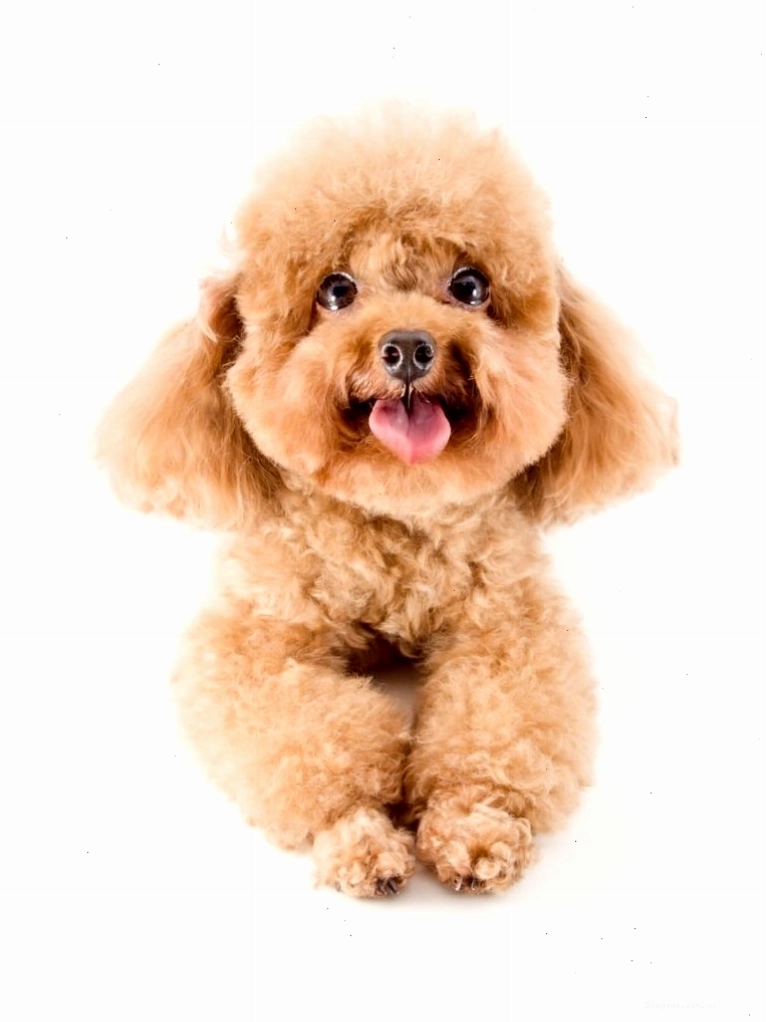 Chó Poodle không rụng lông