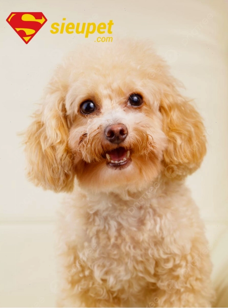 Chó Poodle màu nâu với bộ lông xoăn mượt