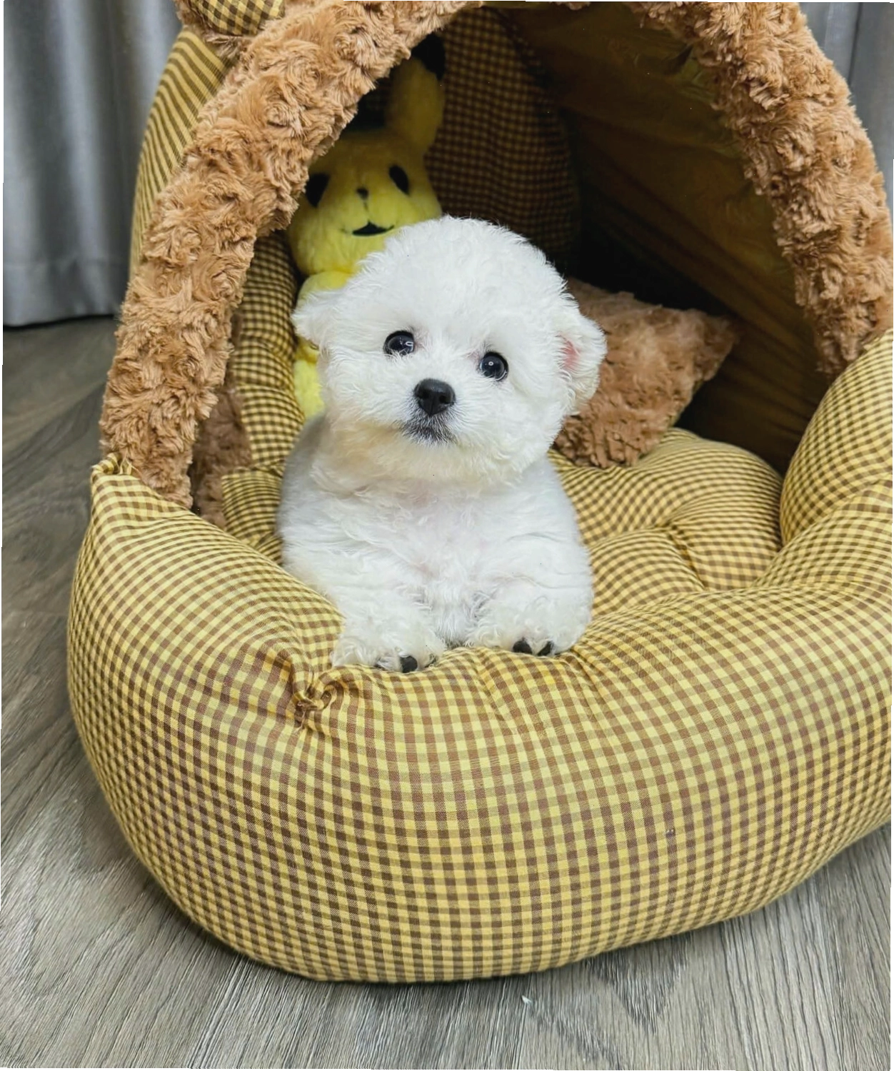 Chó Poodle tai gấu màu trắng mã PD4459
