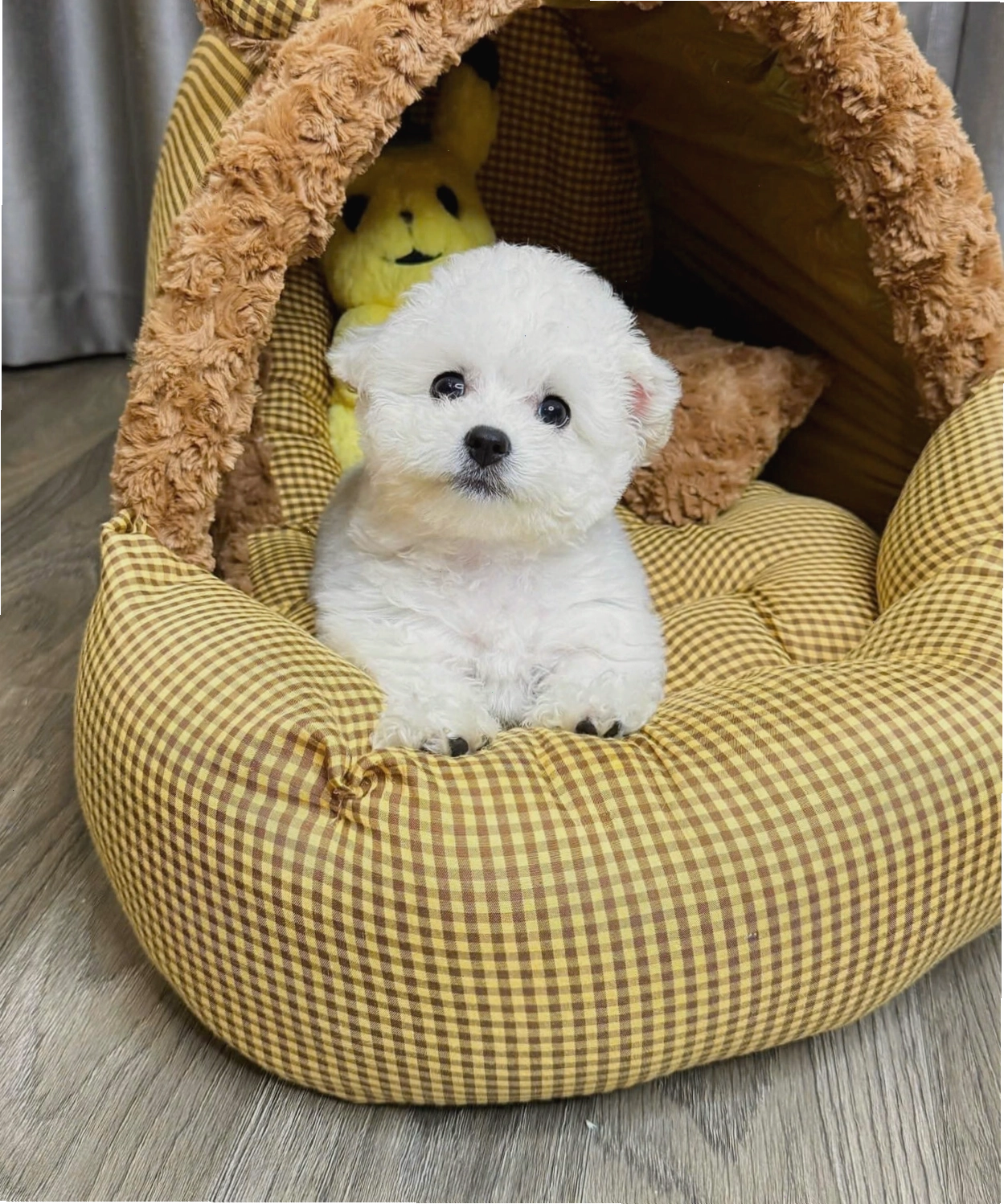 Chó Poodle tai gấu màu trắng mã PD4459