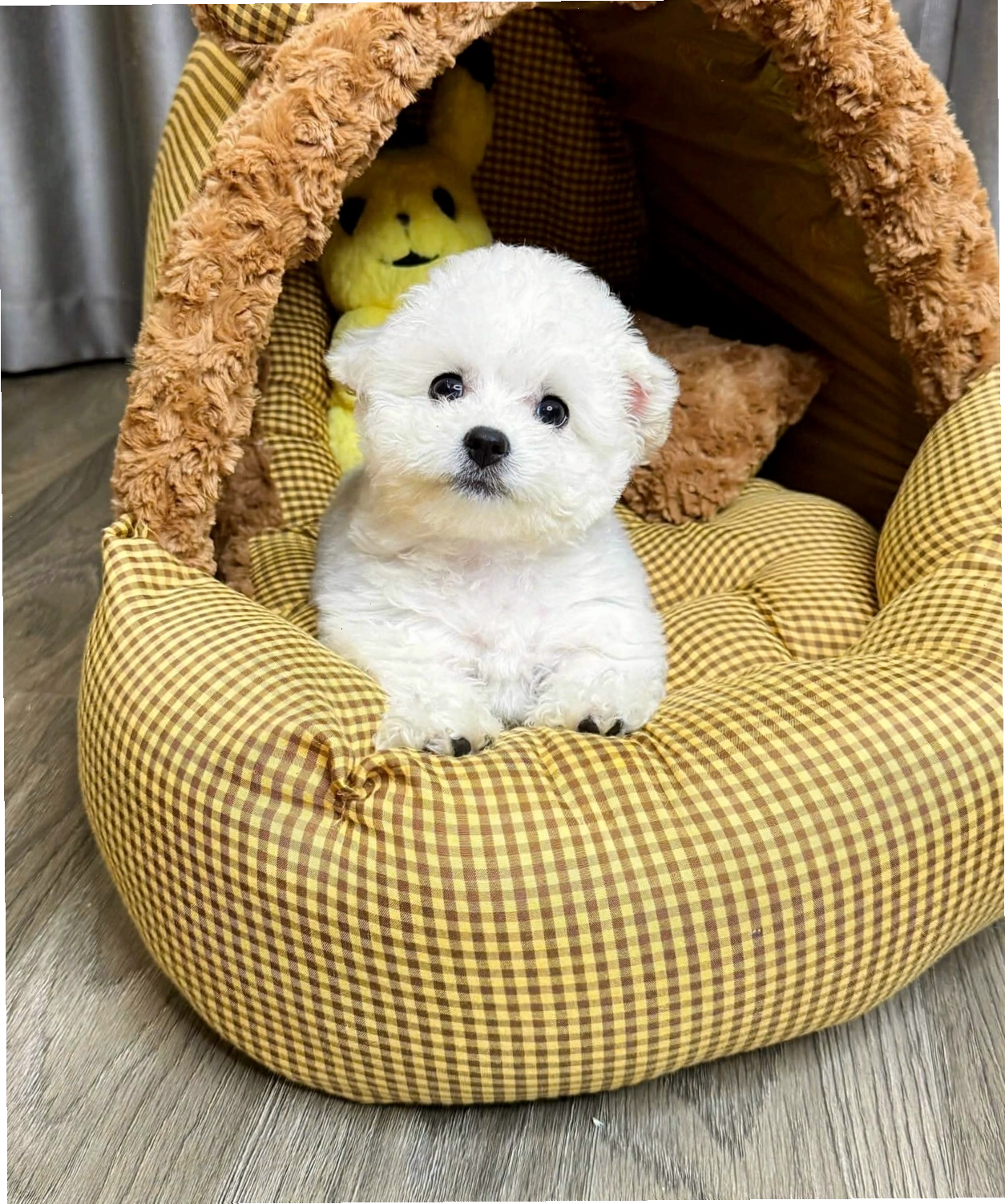 Chó Poodle tai gấu màu trắng mã PD4459 xinh xắn