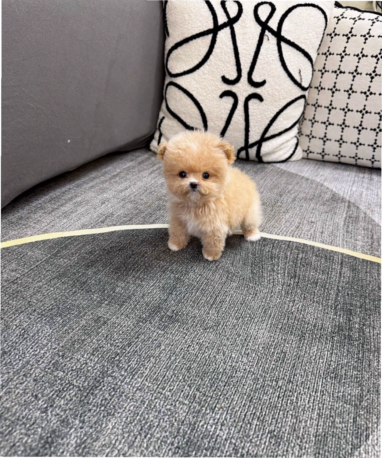 Chó Poodle Teacup màu vàng mơ mã PD4208