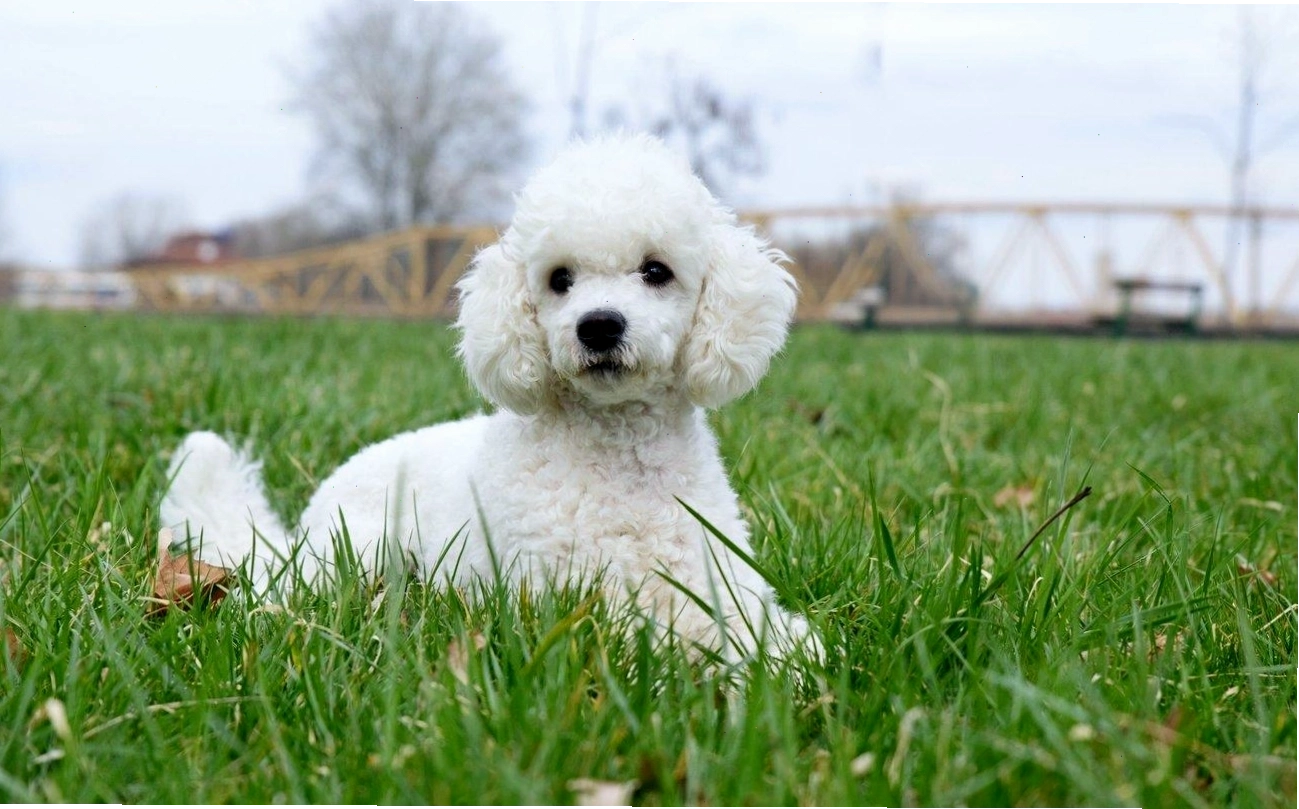 Chó Poodle thông minh và thanh lịch