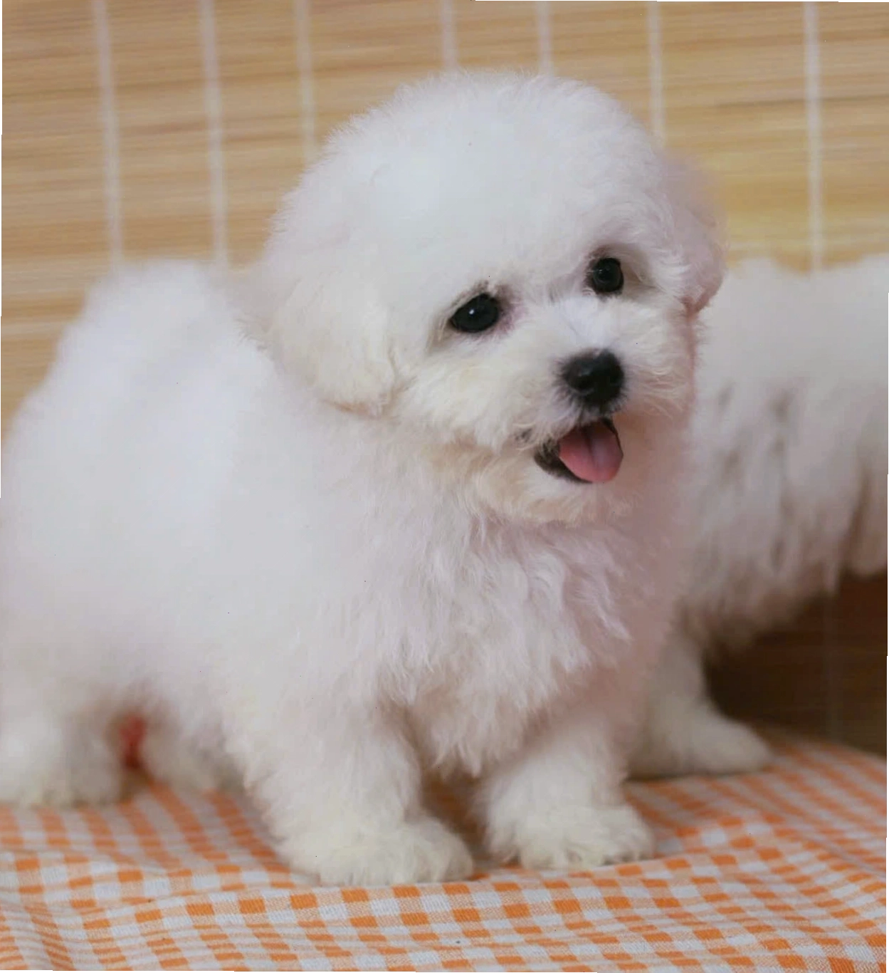 Chó Poodle Tiny màu trắng đáng yêu