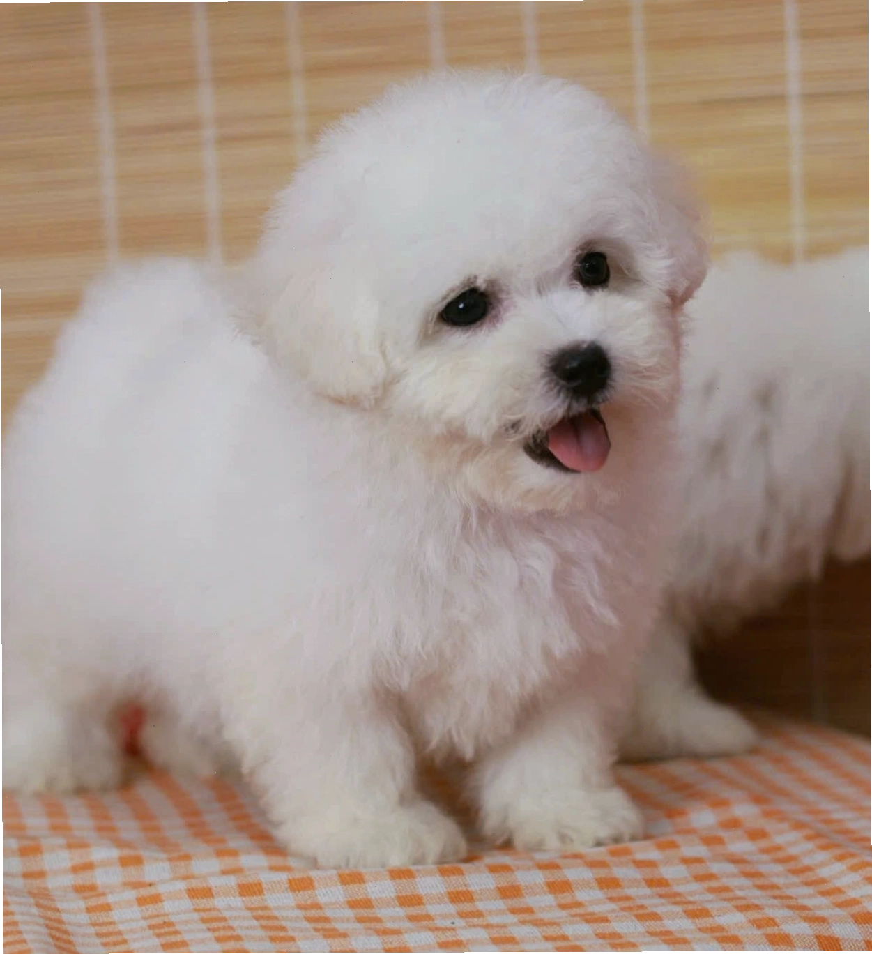 Chó Poodle Tiny màu trắng đáng yêu, thường có giá cao hơn