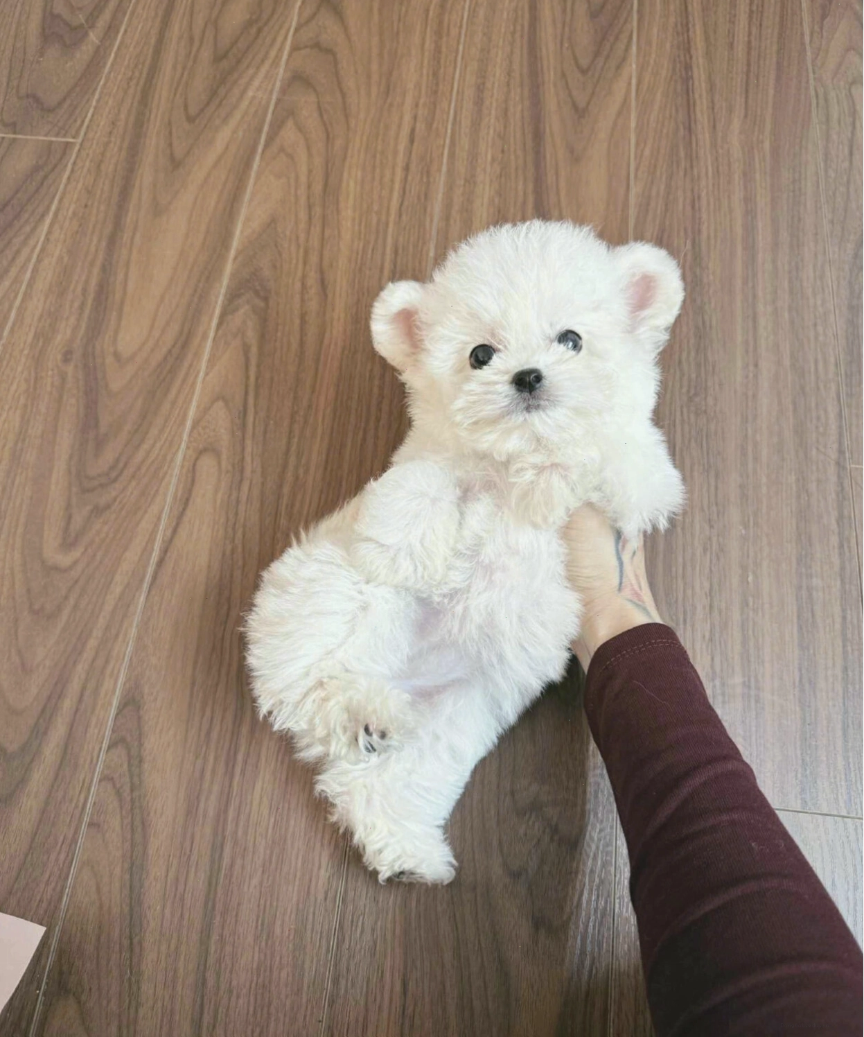 Chó Poodle Tiny tai gấu màu trắng mã PG4129 cực kỳ dễ thương