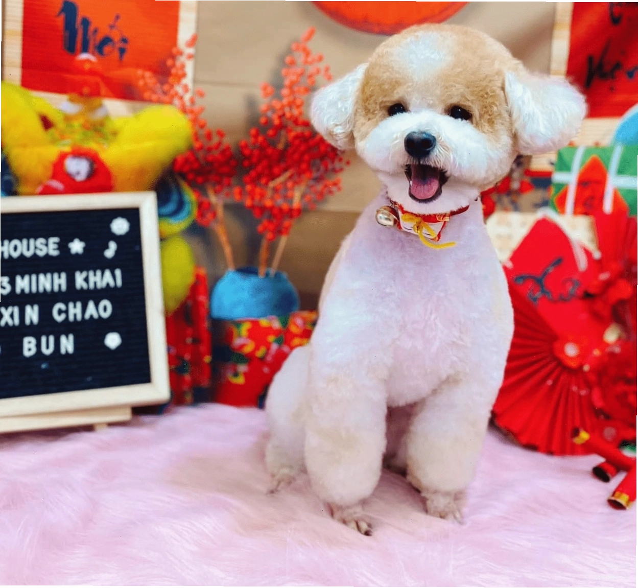 Chó Poodle Tiny với bộ lông xoăn quyến rũ