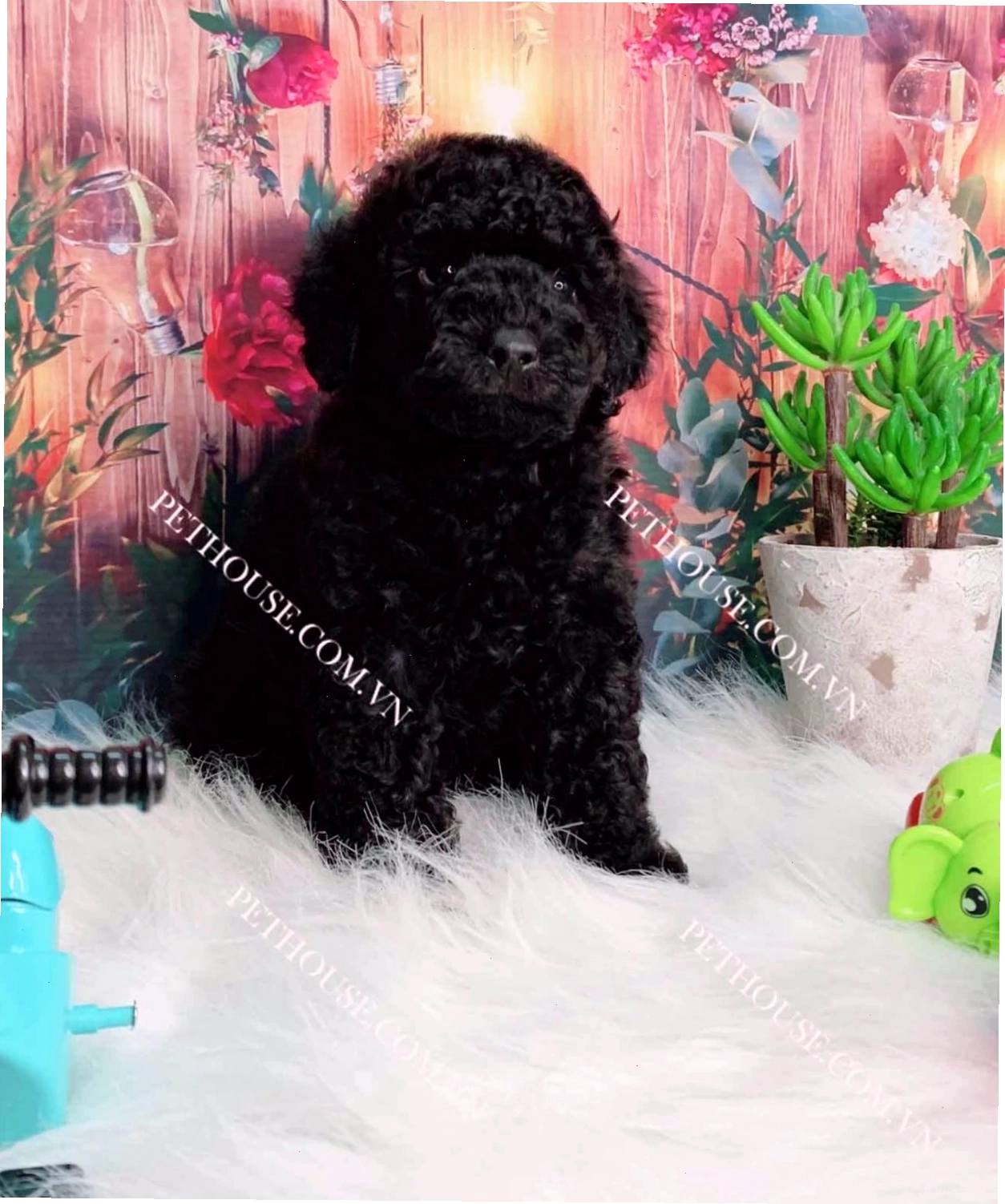 Chó Poodle Toy màu đen