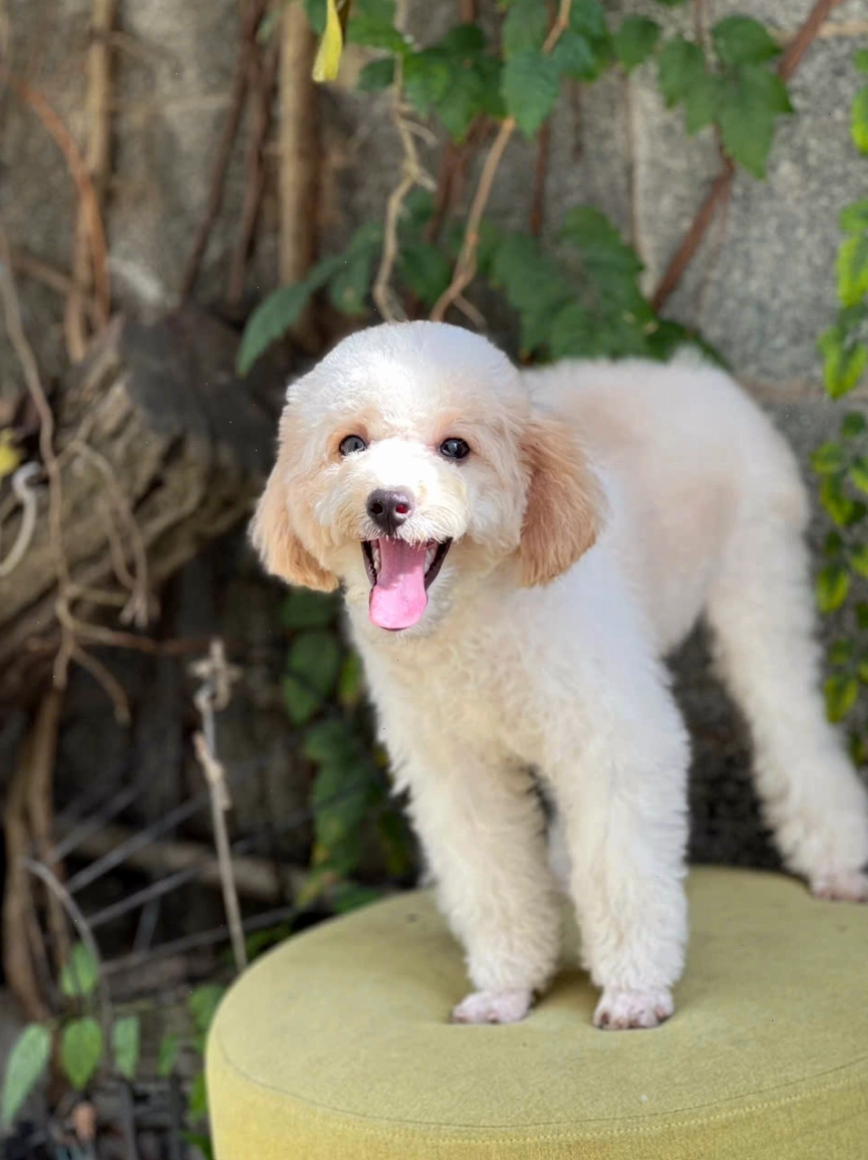 Chó Poodle Toy màu kem mã PD3009