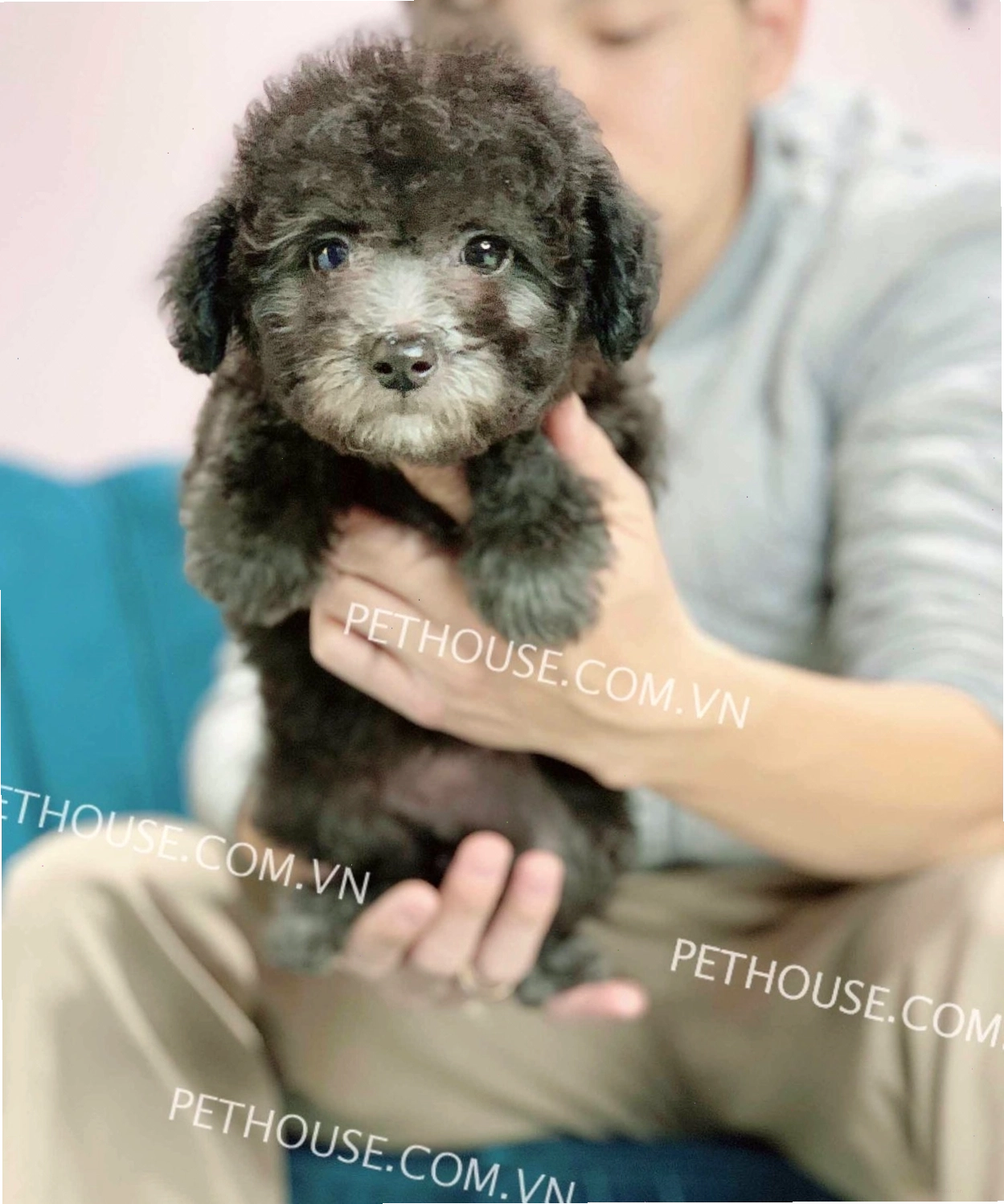 Chó Poodle Toy xám mã PD665