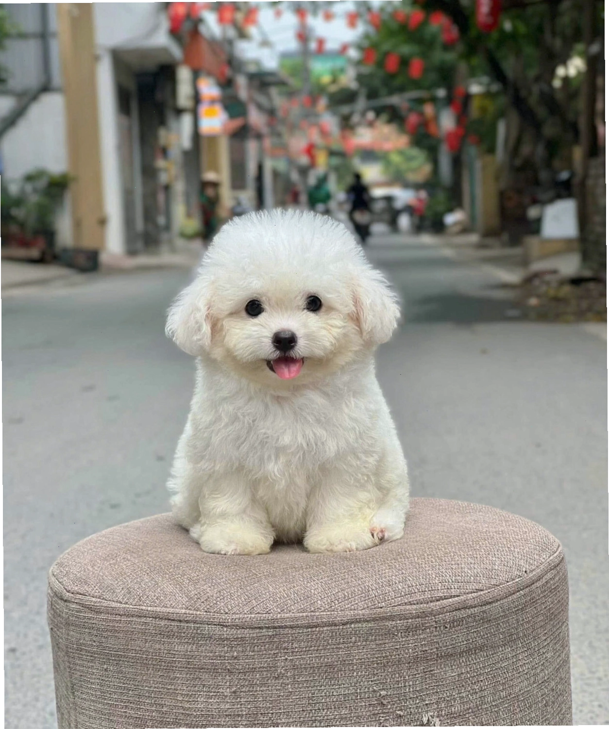 Chó Poodle trắng mã PD4304