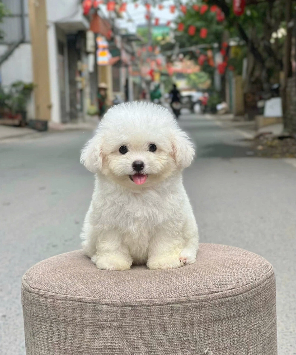 Chó Poodle trắng mã PD4304 với bộ lông được cắt tỉa gọn gàng