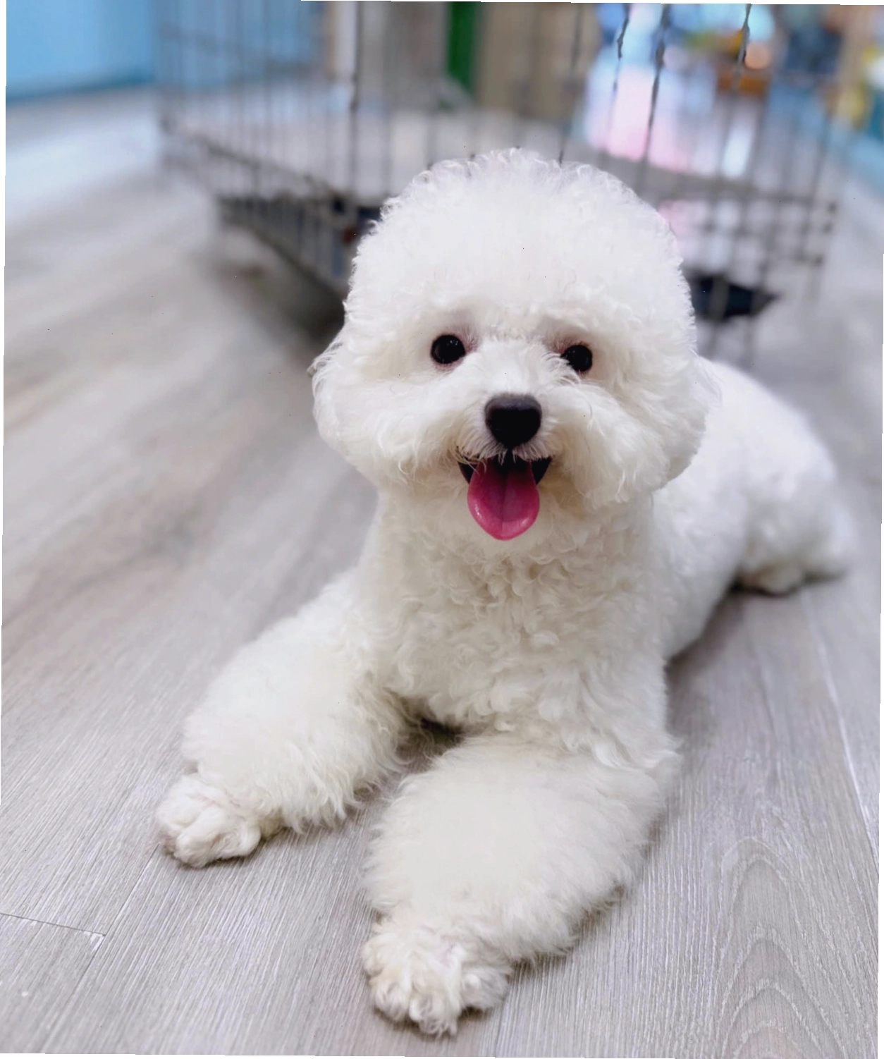Chó Poodle trắng trưởng thành mã PD4453 với bộ lông mượt mà
