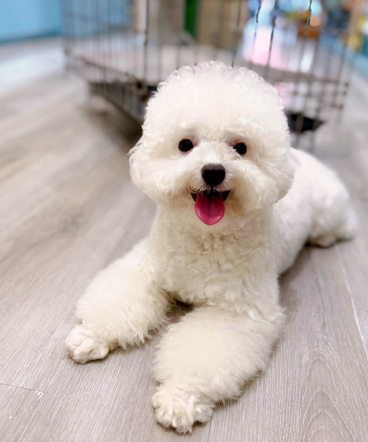 Chó Poodle trắng trưởng thành với bộ lông đẹp mắt