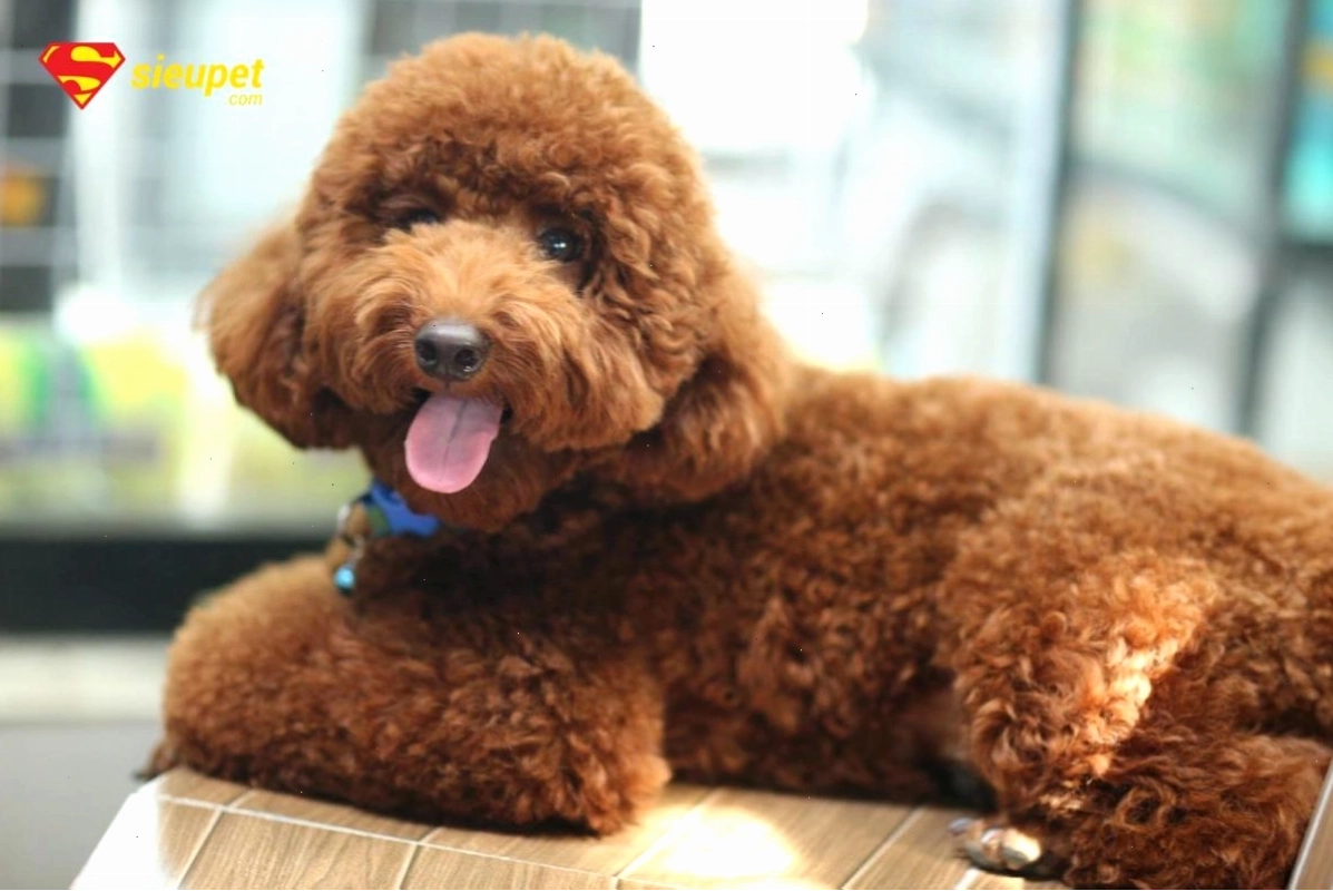 Chó Poodle và chủ nhân thể hiện sự gắn kết
