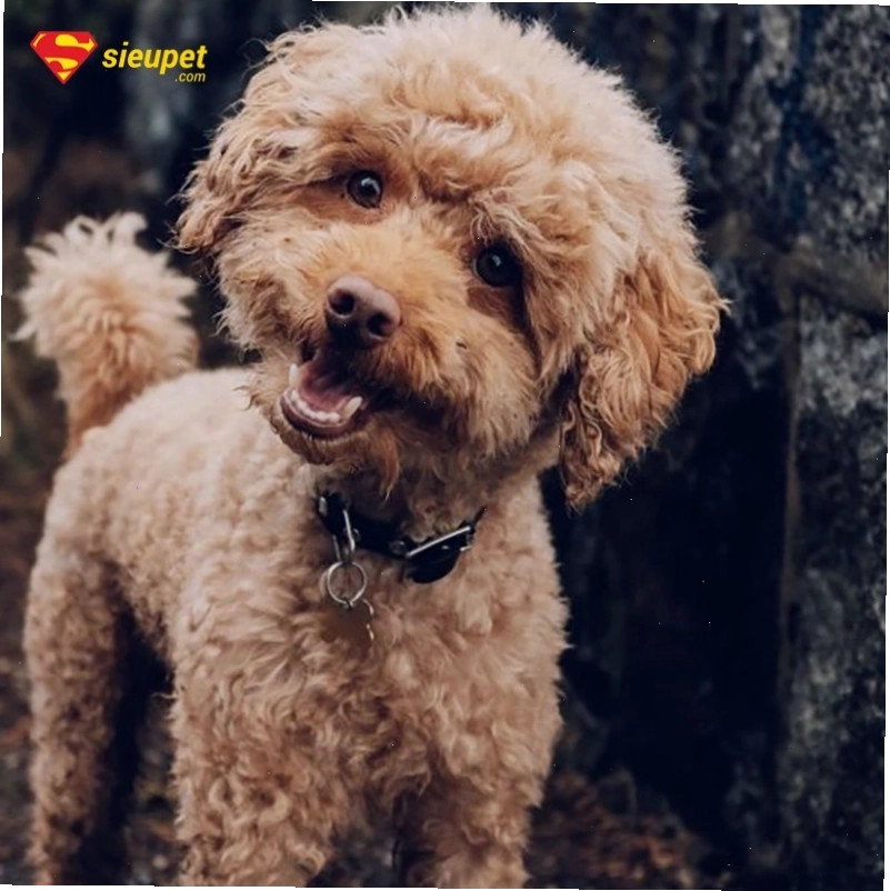 Chó Poodle với biểu cảm cười đáng yêu