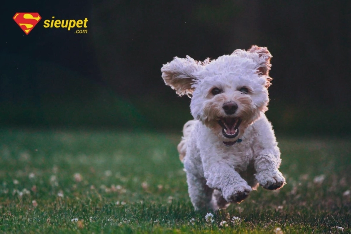 Chó Poodle với biểu cảm khuôn mặt biểu cảm