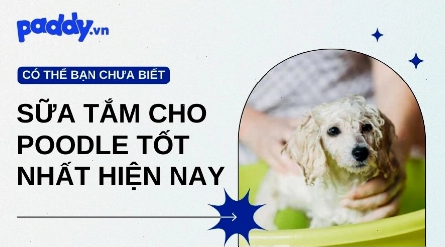 Chó Poodle với bộ lông mềm mượt sau khi tắm
